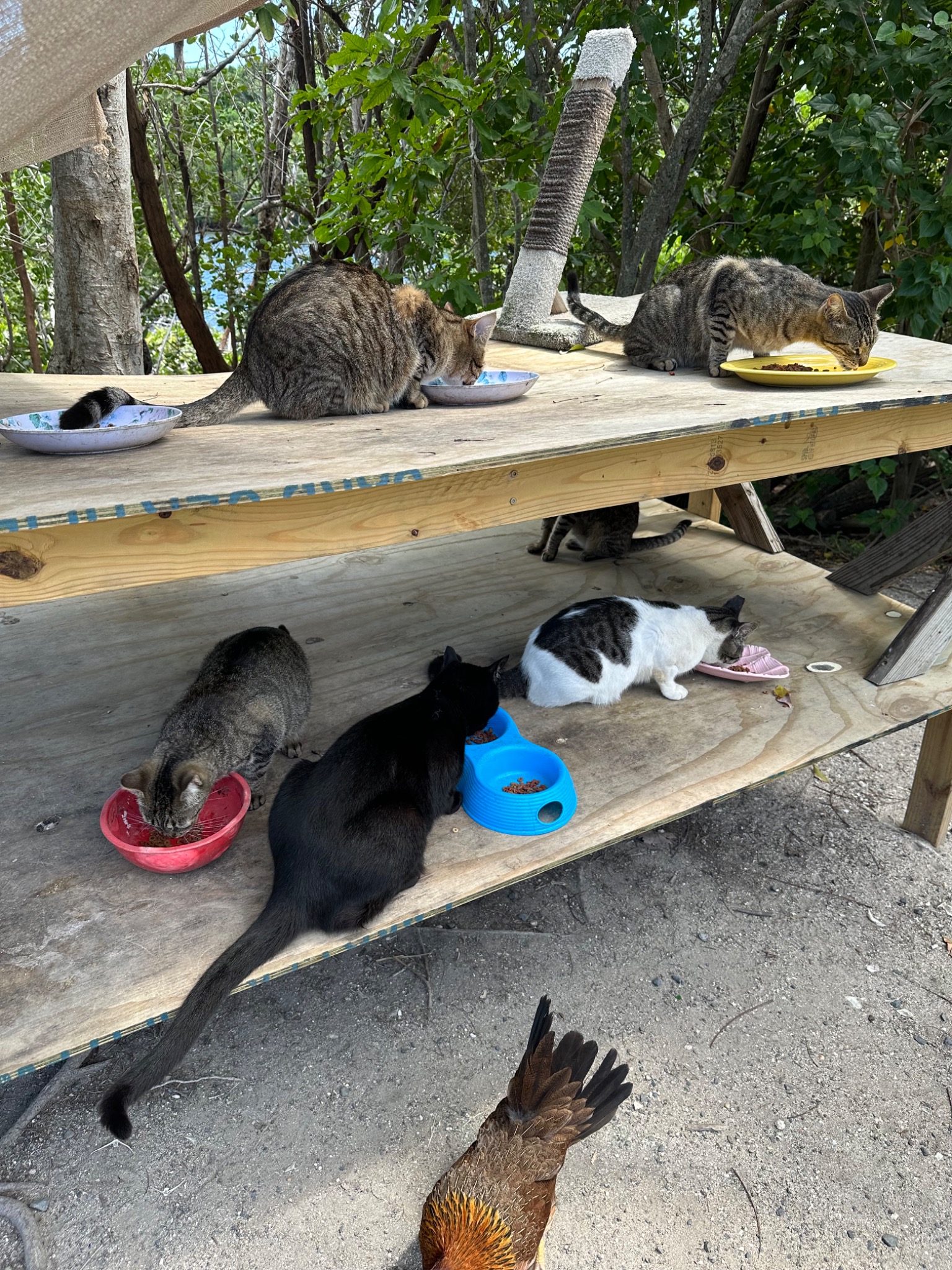 Community cats eating at a managed feeding station at Altona Lagoon