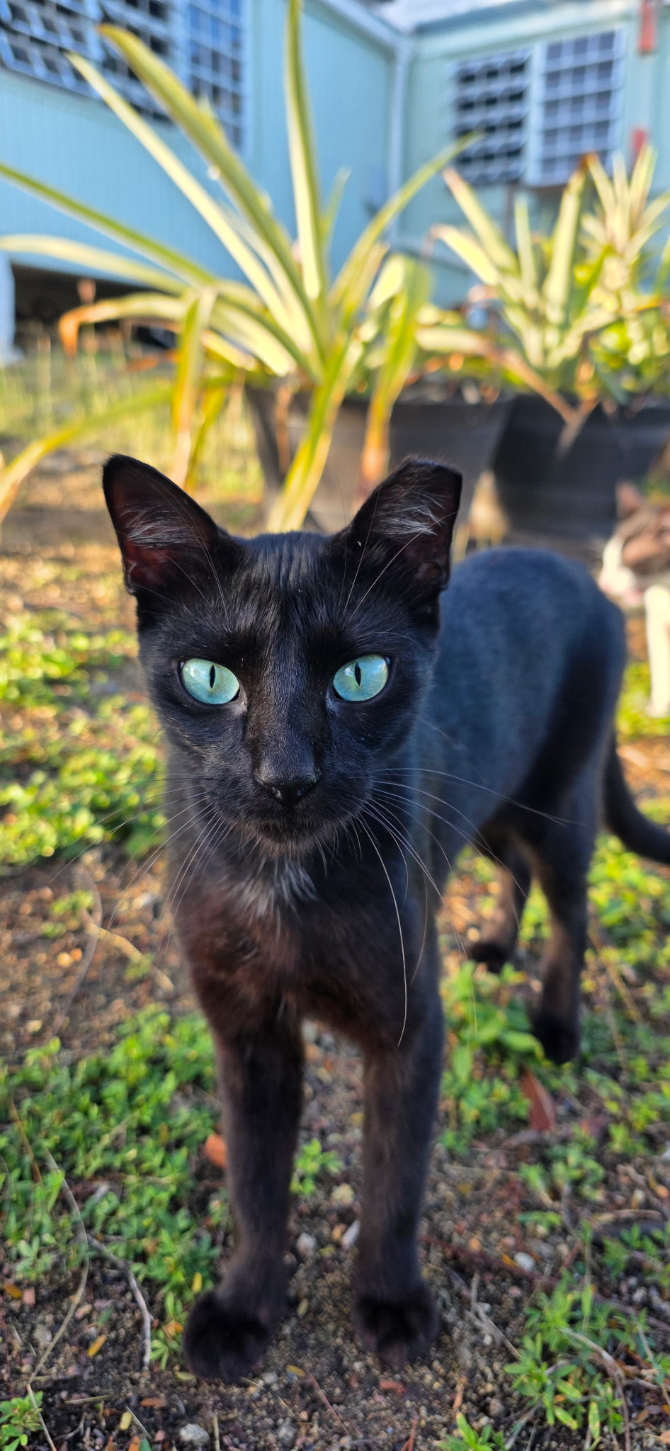 Community cat at a feeding location