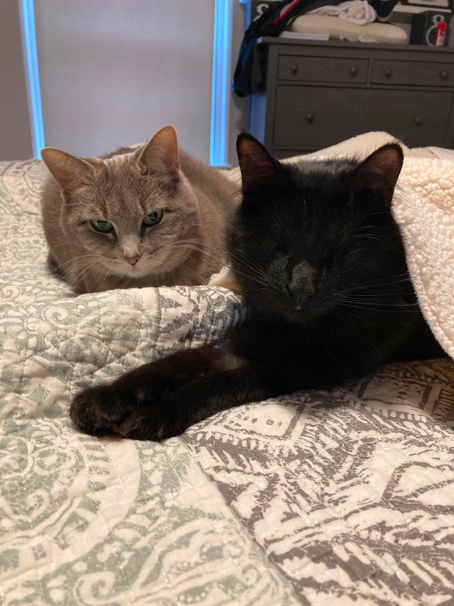 Dale resting beside his feline sister in his forever home