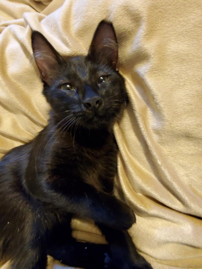 Hope, rescued as a kitten after a spinal injury