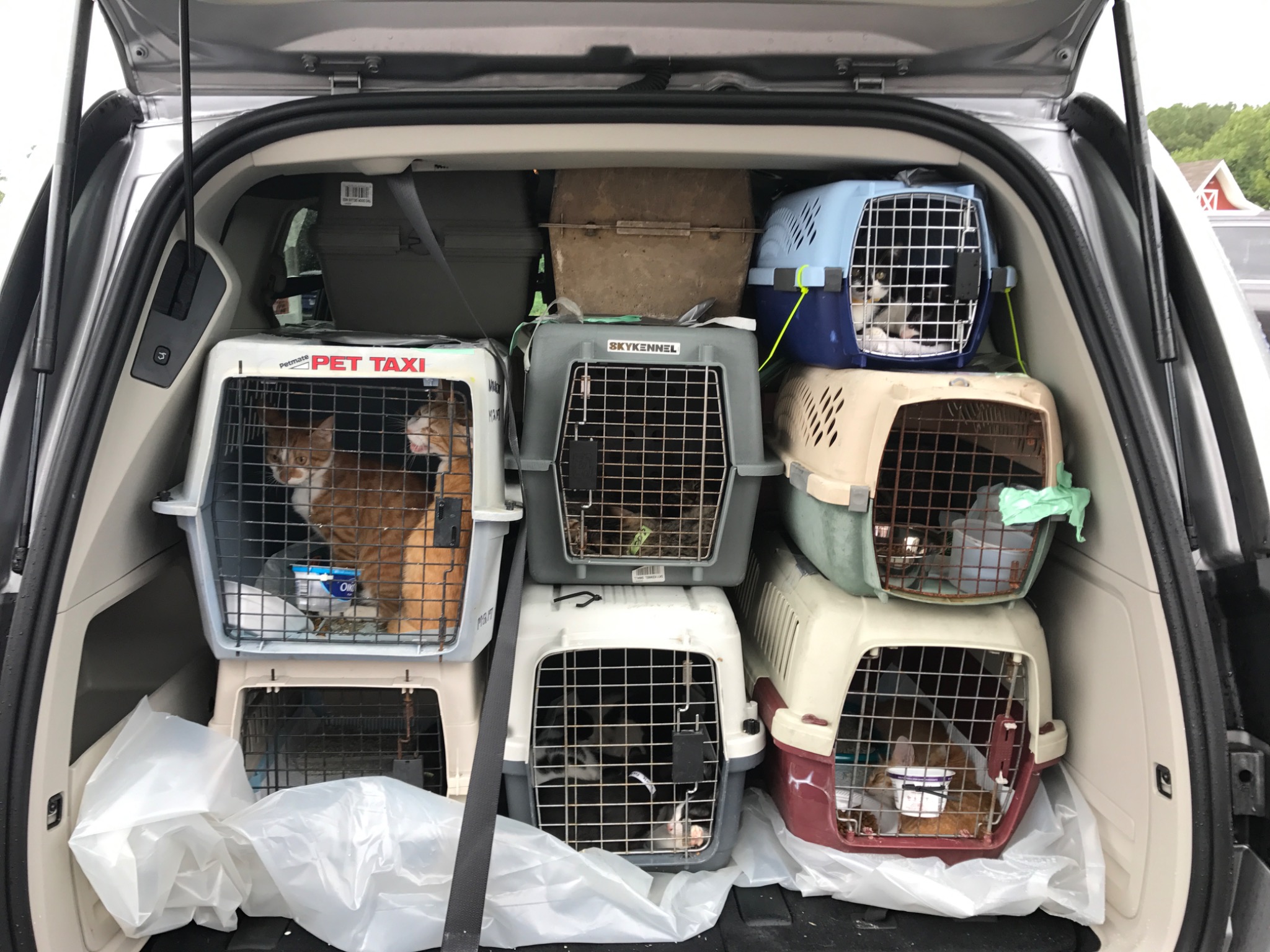 Cat carriers packed into the rescue van after Hurricane Maria