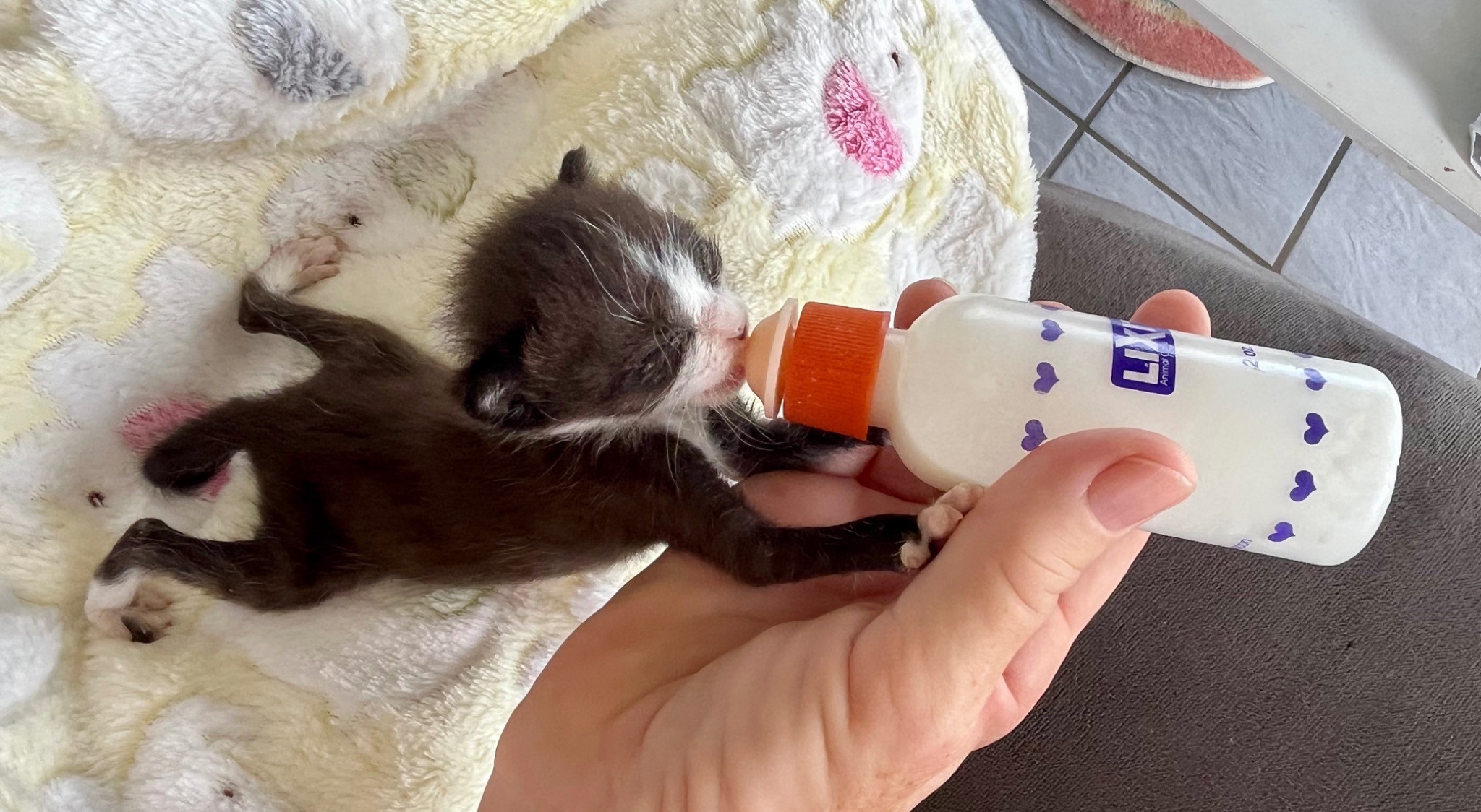 A tiny rescued kitten being bottle-fed in foster care