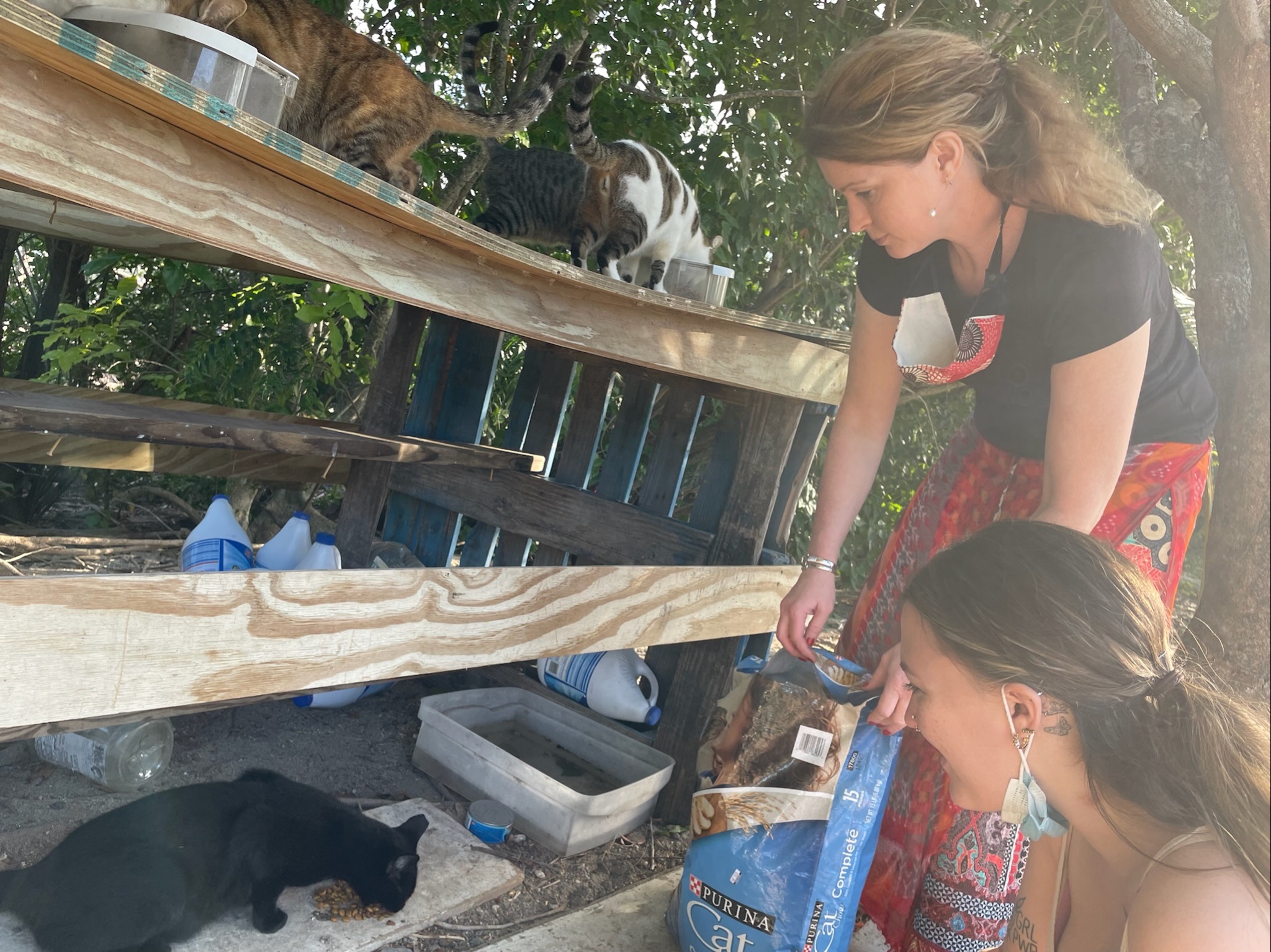 RCC volunteers feeding community cats at a managed colony on St. Croix