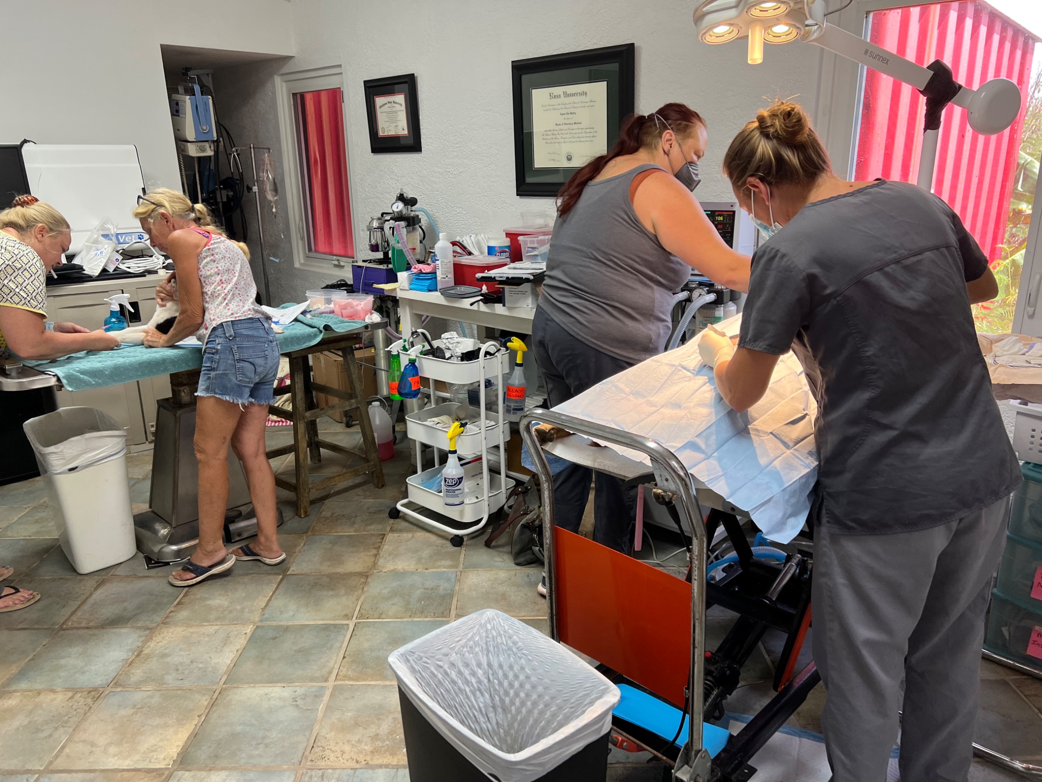 RCC high-volume spay and neuter clinic on St. Croix
