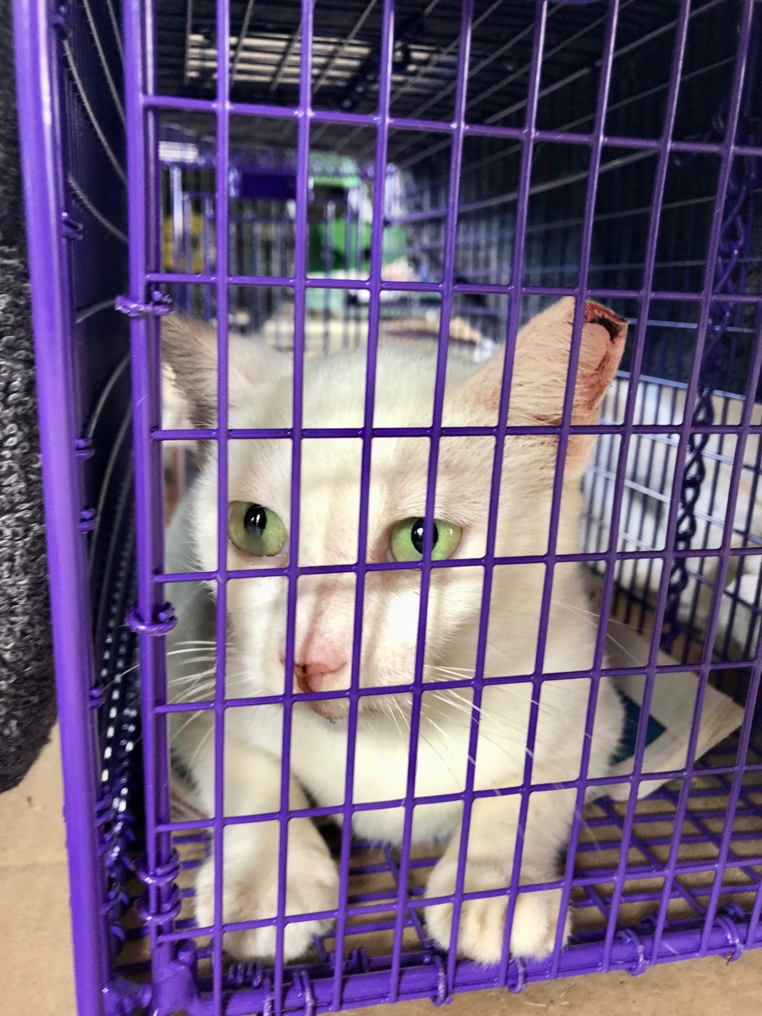 Community cat receiving TNVR care