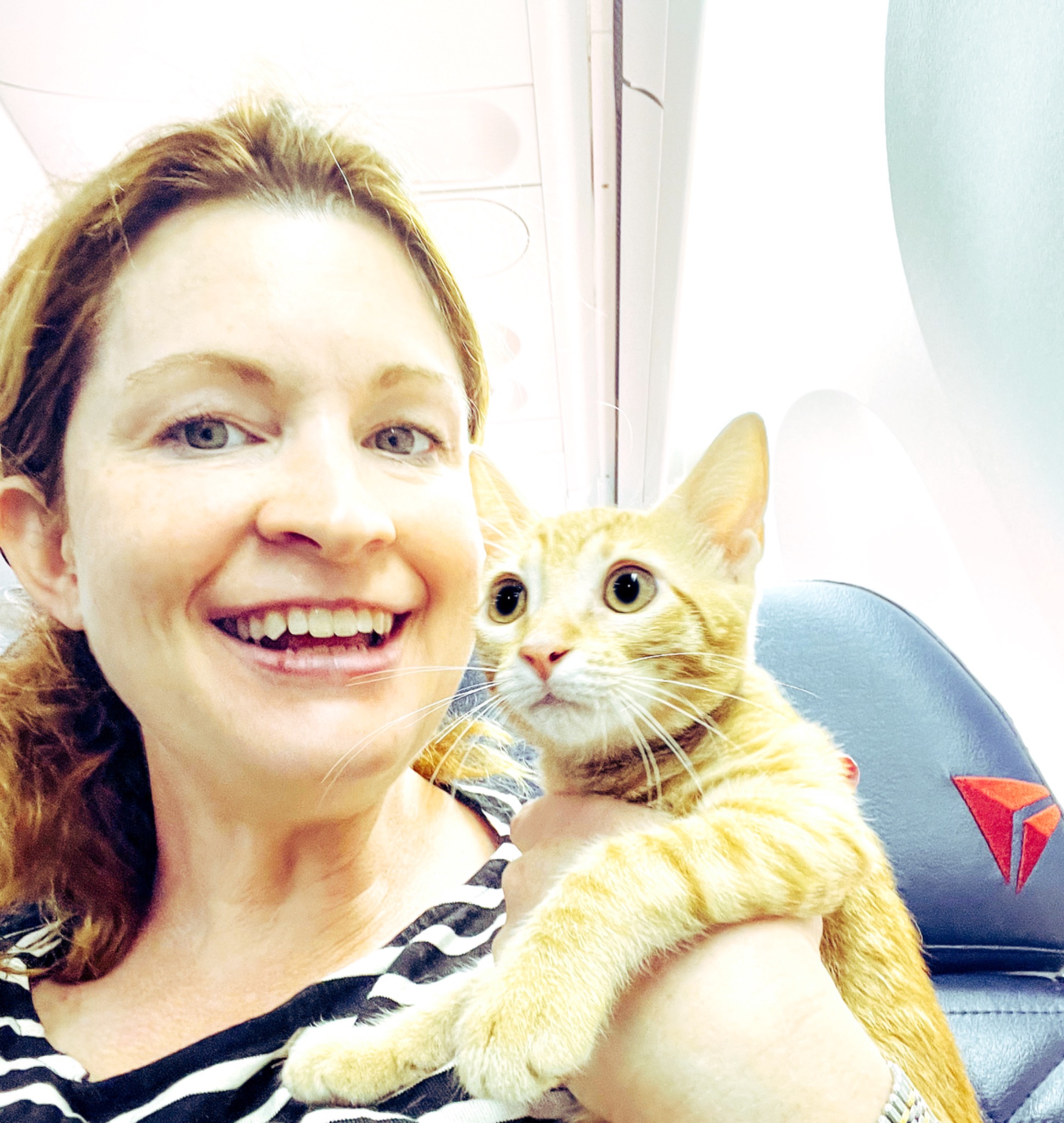 RCC kitten traveling in the cabin on a Delta flight