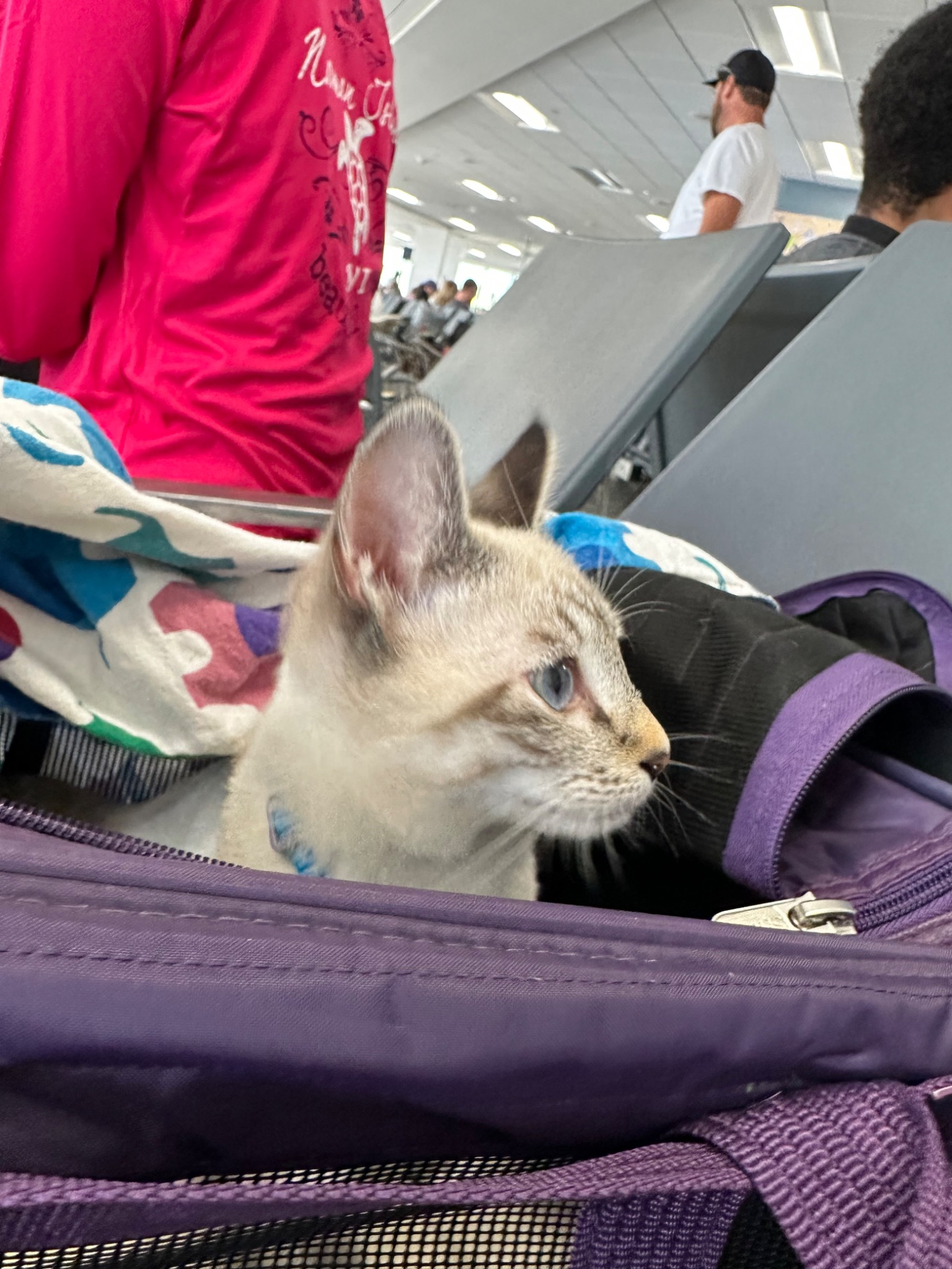 Kitten traveling in an airline carrier at the airport
